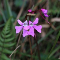 Impatiens acaulis Arn.